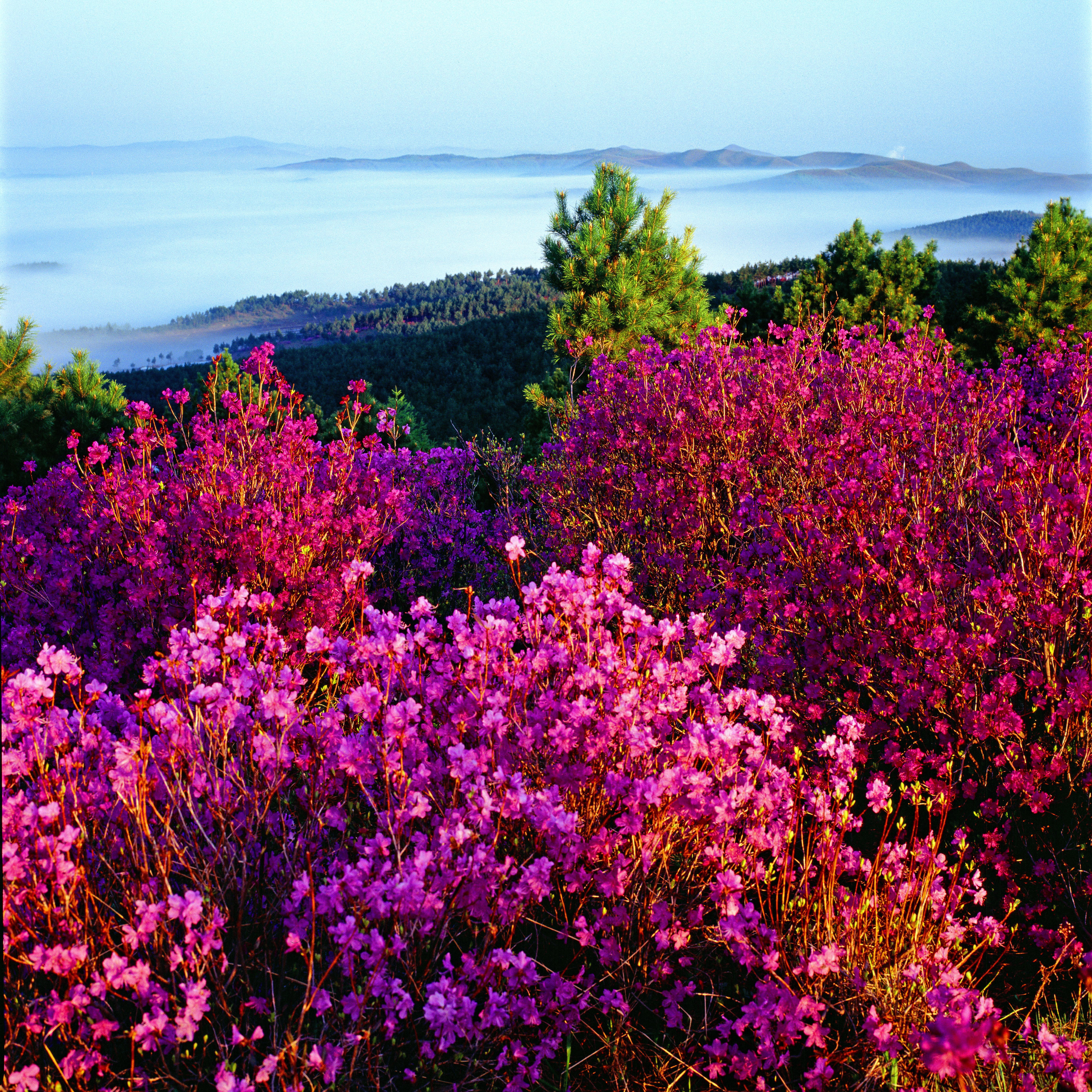杜鹃花