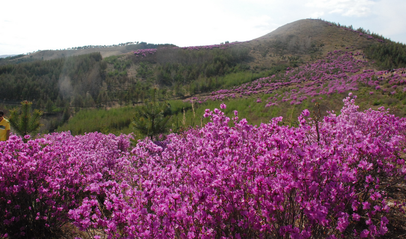 杜鹃花